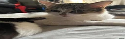 Mixed Breed cats for sale: 4 beautiful Kittens  - Advert 3