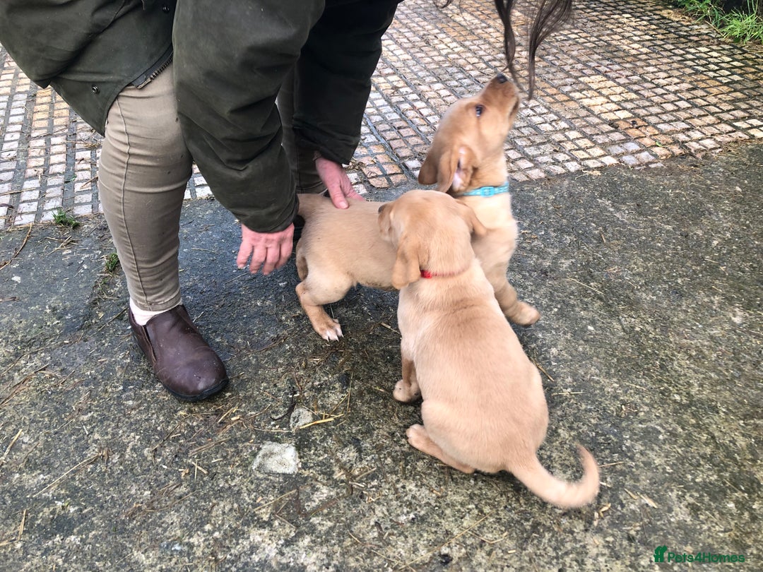 Labrador Retriever dogs for sale: Kc registered Labrador puppies(2 remaining) - Advert 4