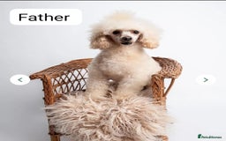 Cockapoo dogs for sale: Cockapoo for sale  - Image 10