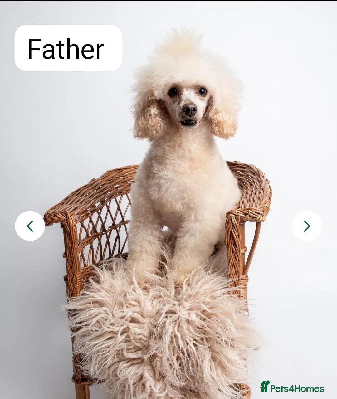 Cockapoo dogs for sale: Cockapoo for sale  - Image 10