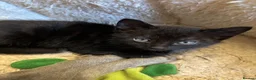 Mixed Breed cats for sale: 4 perfect little kittens - Advert 6