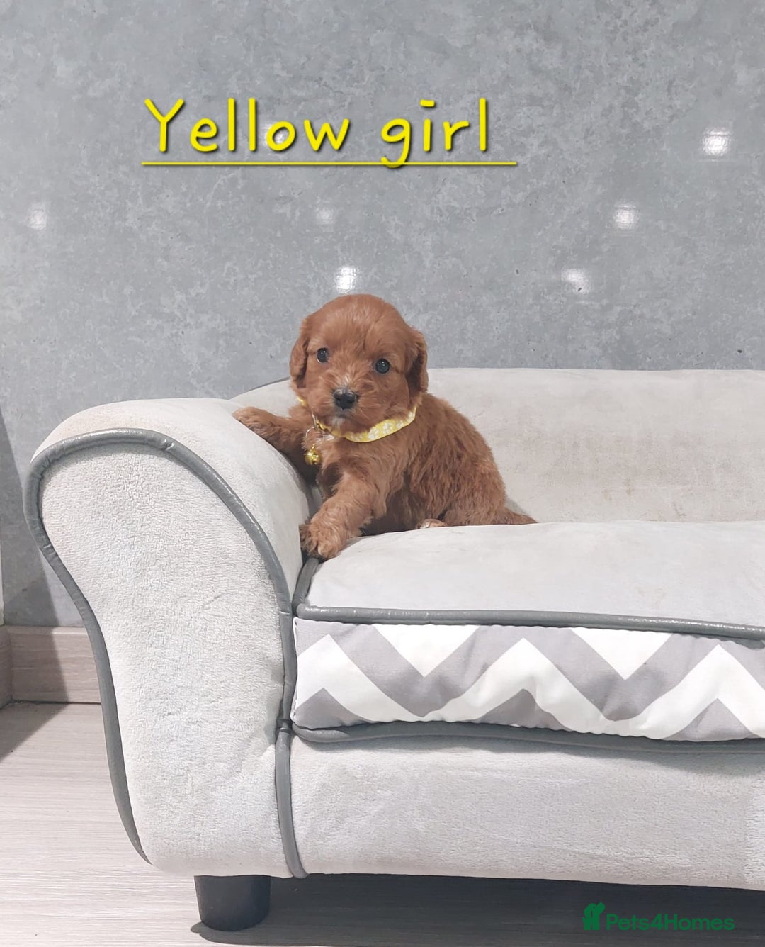 Cavapoo dogs for sale: Beautiful F1 Cavapoo puppies 🥰 - Advert 5