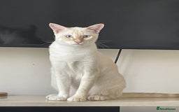 Siamese cats for sale: Ariel - Rescue Siamese - Image 15