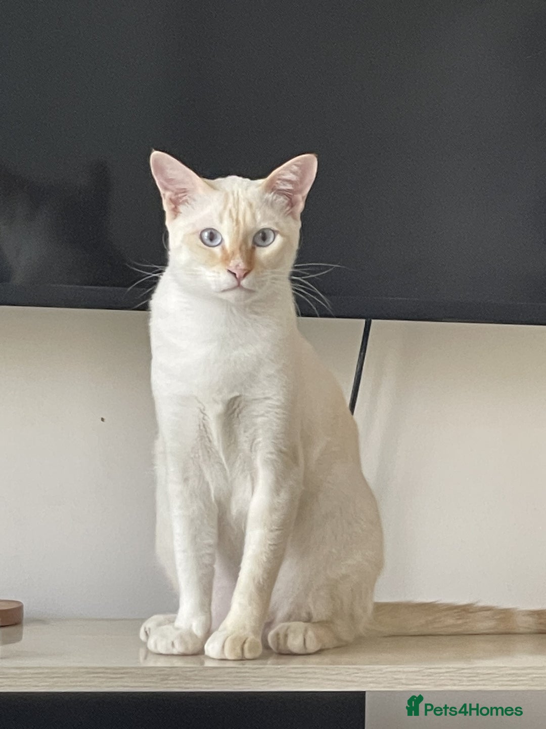 Siamese cats for sale: Ariel - Rescue Siamese - Image 15