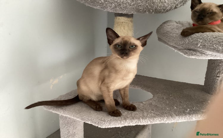 Tonkinese cats - Advert 14