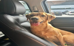 Labrador Retriever dogs for sale: Handsome Redfox Labrador - Image 2