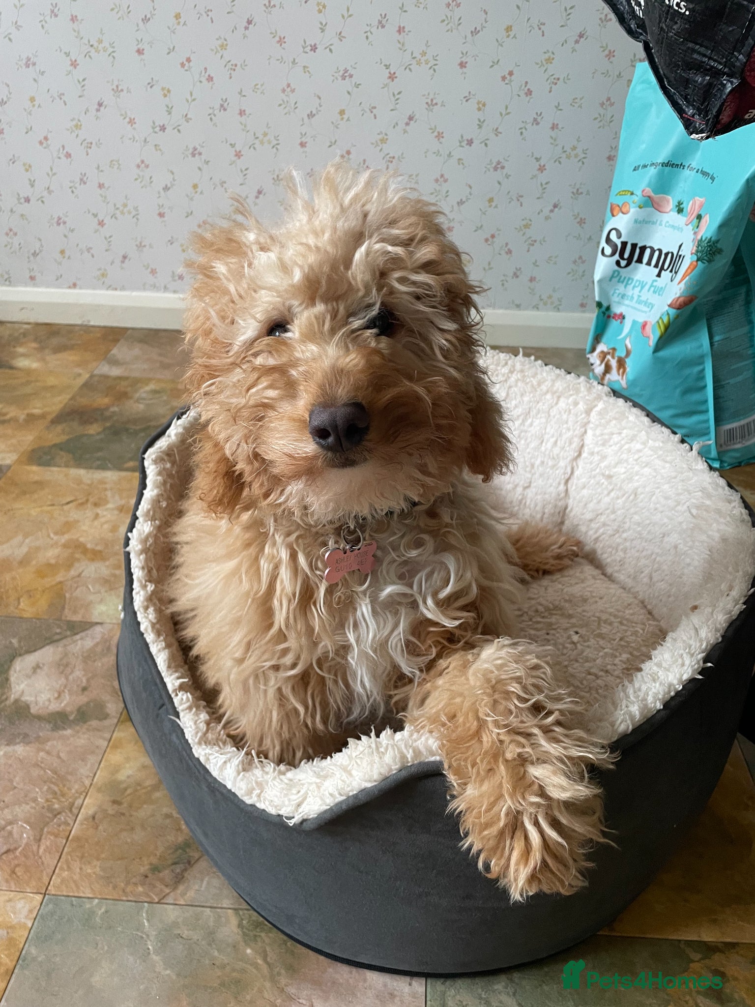 Cavapoo dogs F1B Cavapoo 6 months - Advert 7