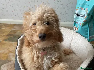 Cavapoo dogs F1B Cavapoo 6 months - Advert 7