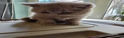 British Shorthair cats for sale: British shorthair kittens  - Advert 3