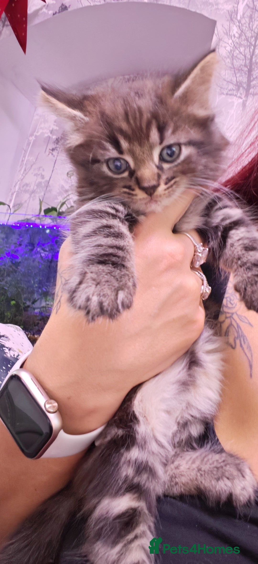 Siberian cats for sale: Siberian kittens  - Advert 2