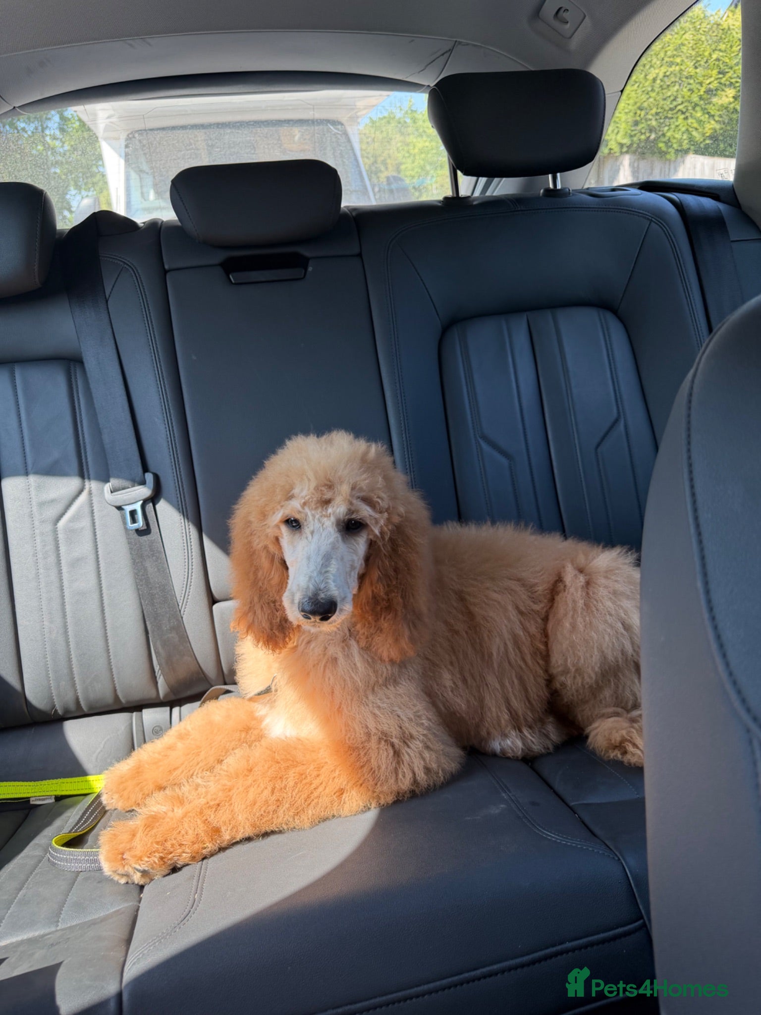 Standard Poodle dogs Standard Poodle Red boy ready now - Advert 2