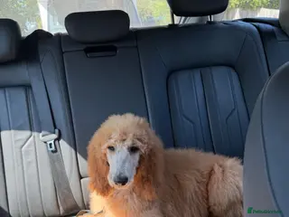 Standard Poodle dogs Standard Poodle Red boy ready now - Advert 2