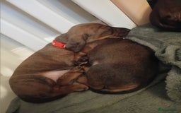 Miniature Dachshund dogs for sale: 3 gorgeous mini Dachshunds - Image 5