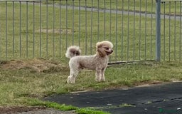 Toy Poodle dogs for stud: KC Toy Poodle Stud  in Corby - Image 2