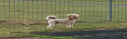 Toy Poodle dogs for stud: KC Toy Poodle Stud  in Corby - Advert 3