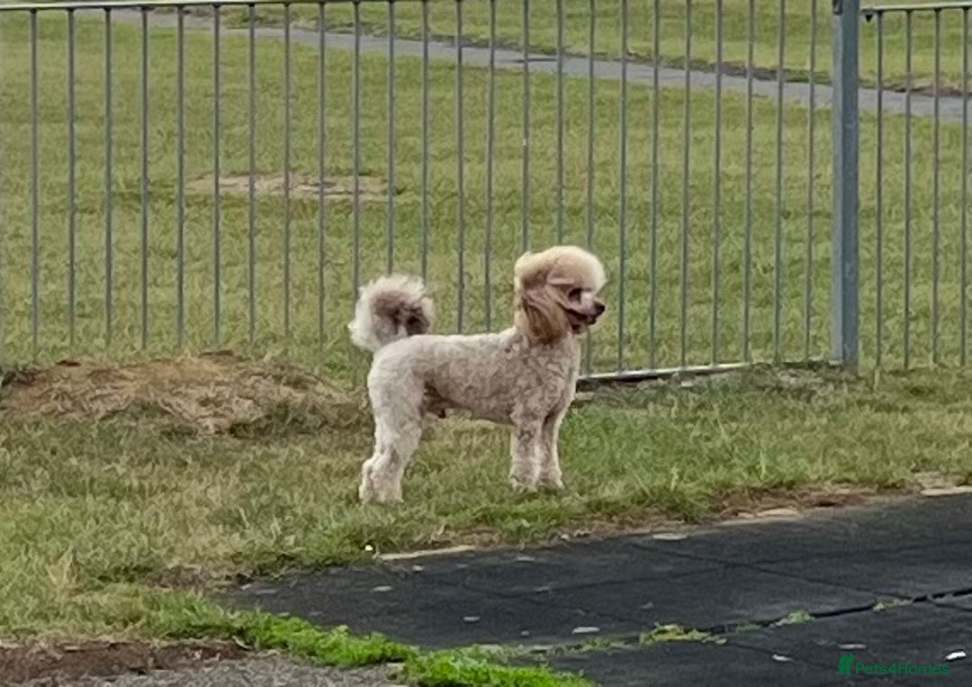 Toy Poodle dogs for stud: KC Toy Poodle Stud  in Corby - Image 2