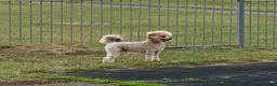Toy Poodle dogs for stud: KC Toy Poodle Stud  in Corby - Advert 3