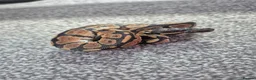 Python Snake reptiles for sale: Juvenile ball pythons  - Advert 8