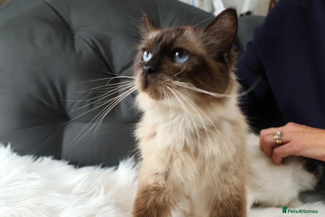 Ragdoll cats for sale: Gorgeous Ragdoll Babies - Advert 2