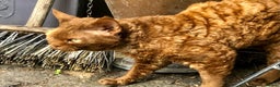 Devon Rex cats for sale: GCCF registered adult boy and girl  - Advert 2