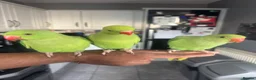 Ringnecks birds for sale: Hand reared Indian Ringneck’s  - Advert 2