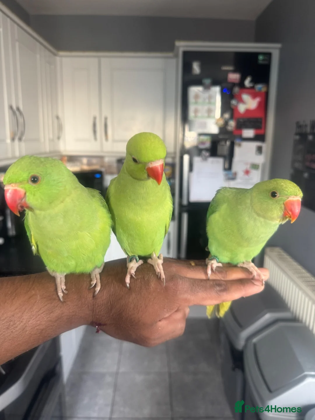 Ringnecks birds for sale: Hand reared Indian Ringneck’s  - Advert 2