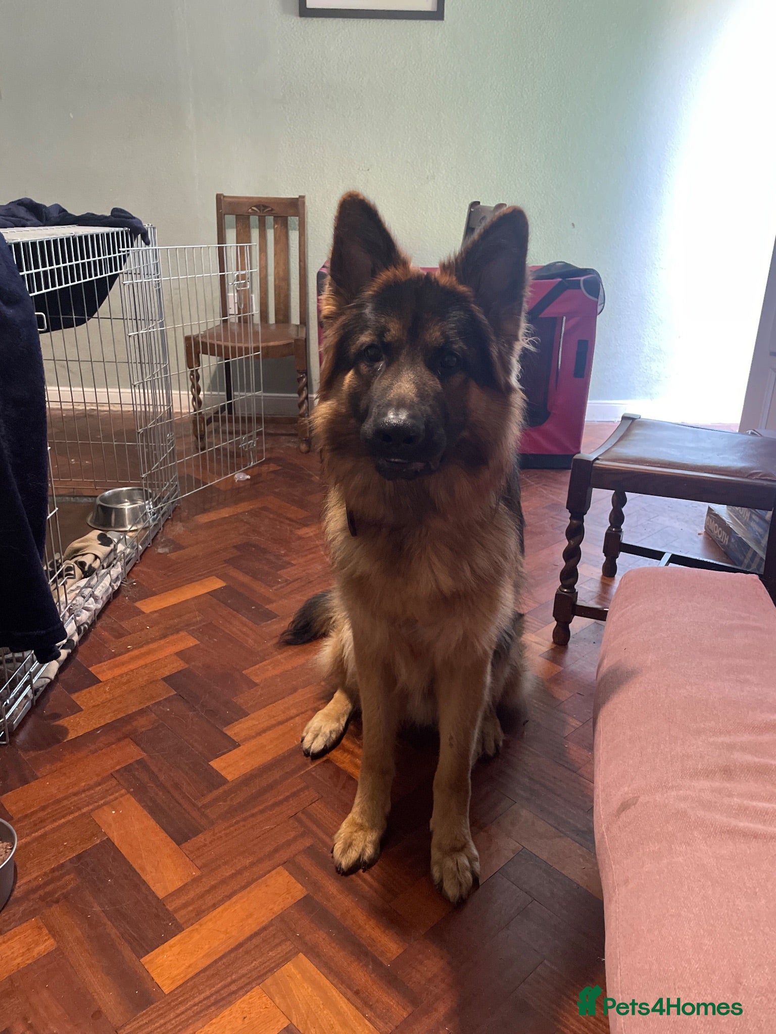 German Shepherd dogs German Shepherd to Stud, Great Temperament - Advert 2