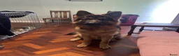 German Shepherd dogs for stud: German Shepherd to Stud, Great Temperament in Bradford - Advert 1