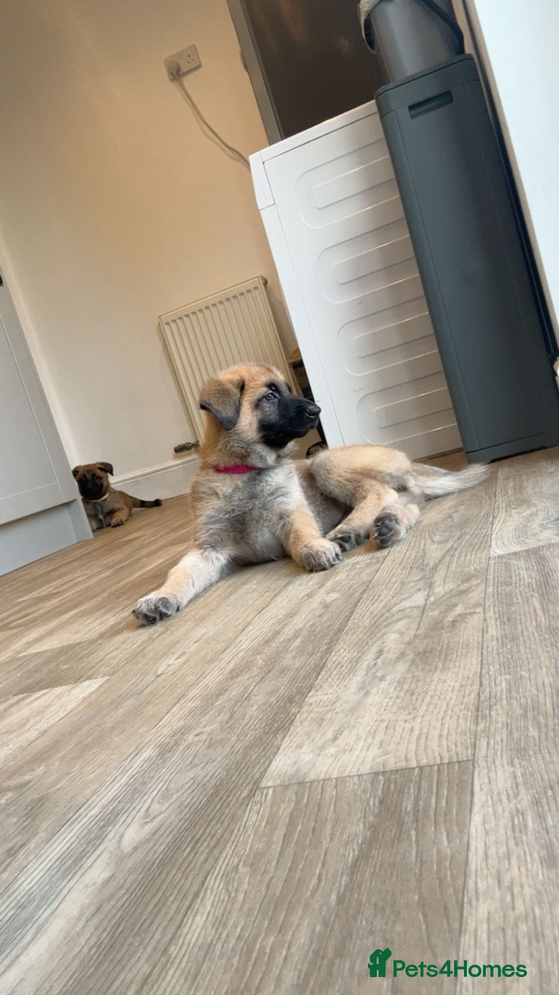 Mixed Breed dogs Belgian x German Shepherd Puppies } Health Checked - Advert 2