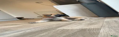 Puppy 2