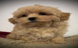 Toy Poodle dogs for sale: 🌟 Stunning Champagne Asian Toy Poodle Boy🌟 - Advert 20