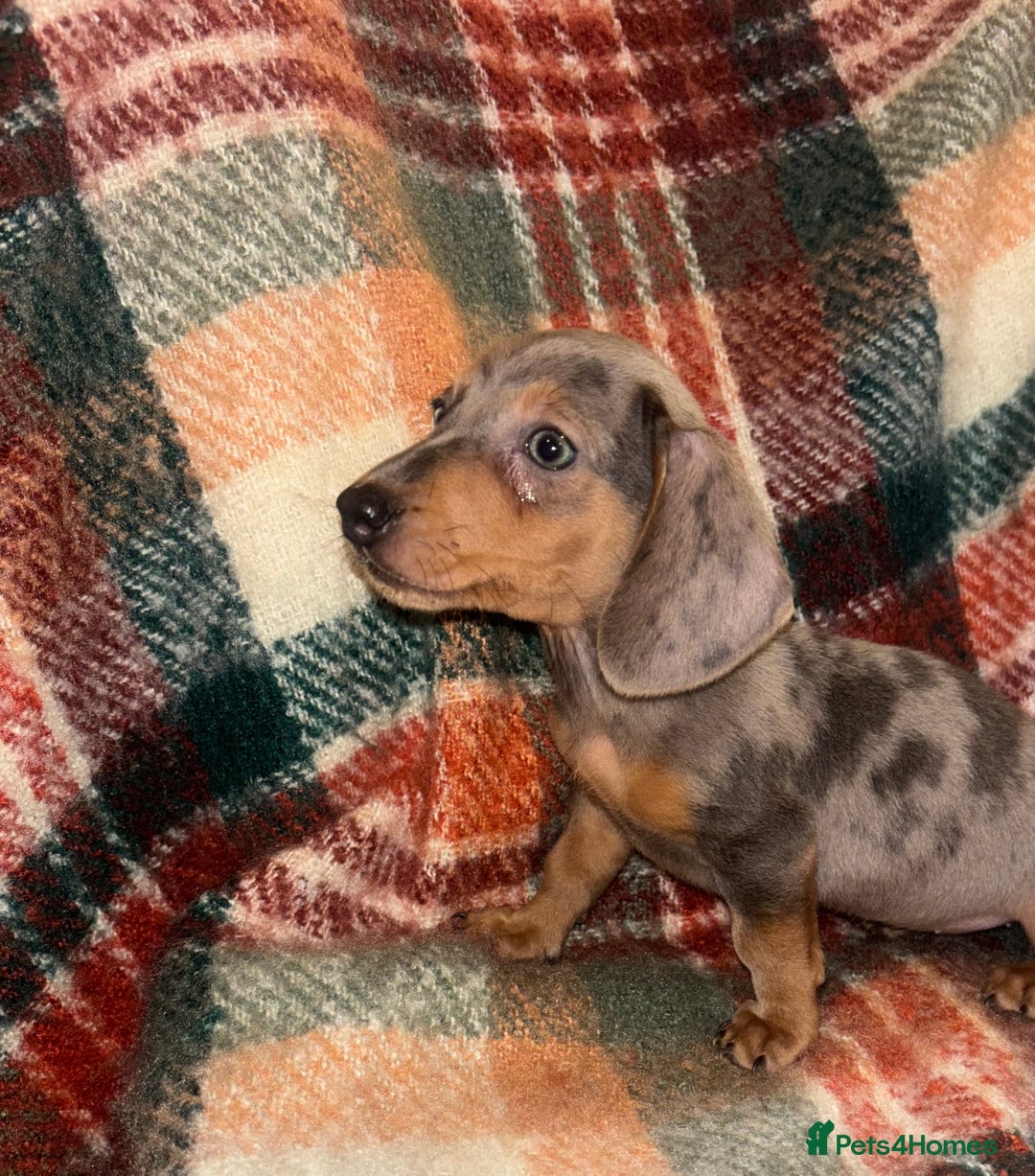 Miniature Dachshund dogs for sale: 🐶 beautiful tiny Dachshund puppies🐶 - Advert 19