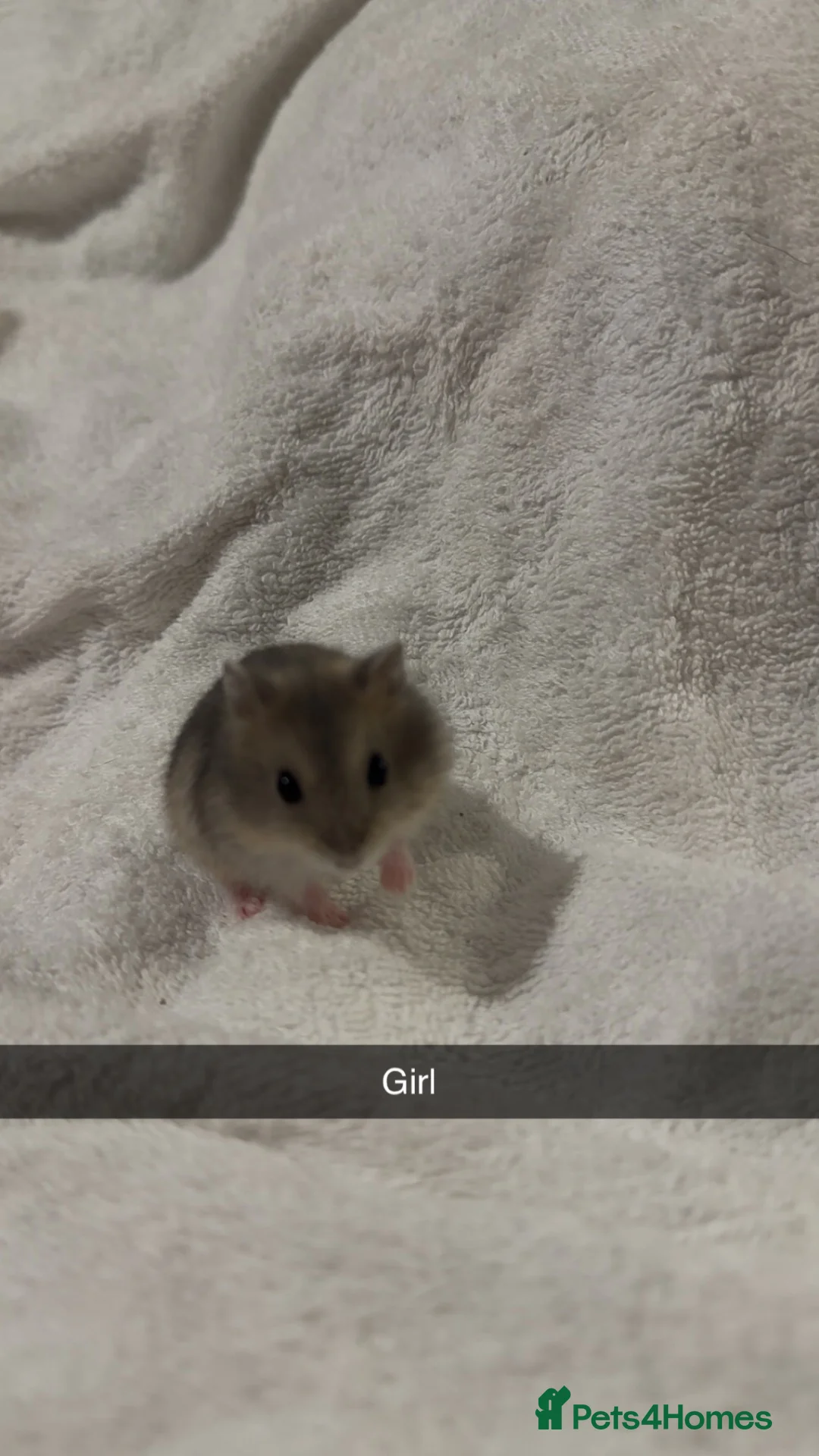 Hamster rodents for sale: Lovely Russian dwarf babies  - Advert 3