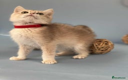 British Shorthair cats for sale: 🫶GCCF - NY12 Golden British Shorthair kittens 🫶 - Image 15
