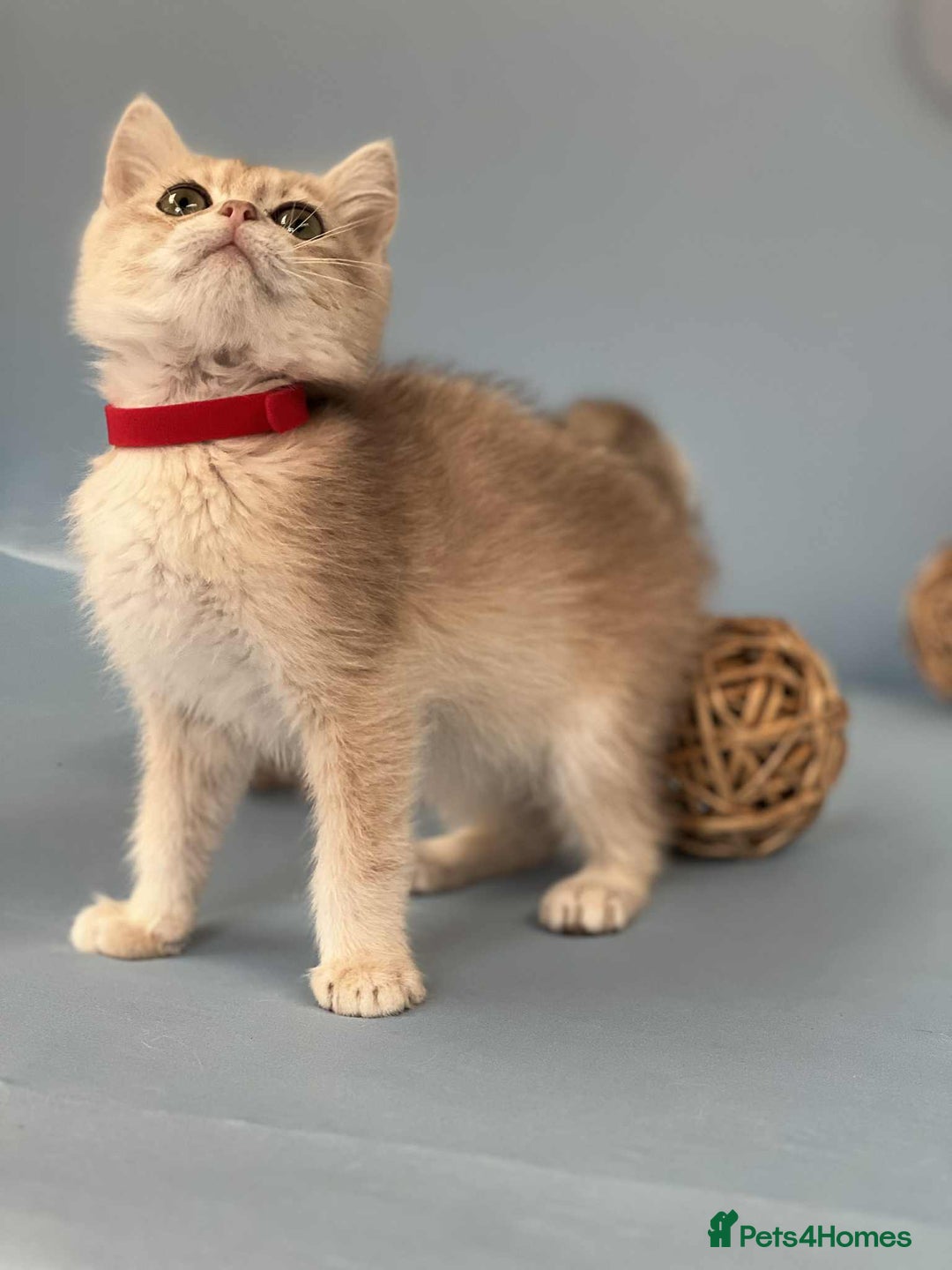 British Shorthair cats for sale: 🫶GCCF - NY12 Golden British Shorthair kittens 🫶 - Image 15