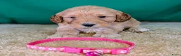 Cavapoochon dogs for sale: Beautiful Cavapoochons - Advert 15