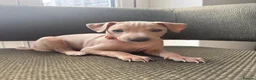 Italian Greyhound dogs for sale: Italian Greyhound & one quarter Whippet puppies  - Advert 9