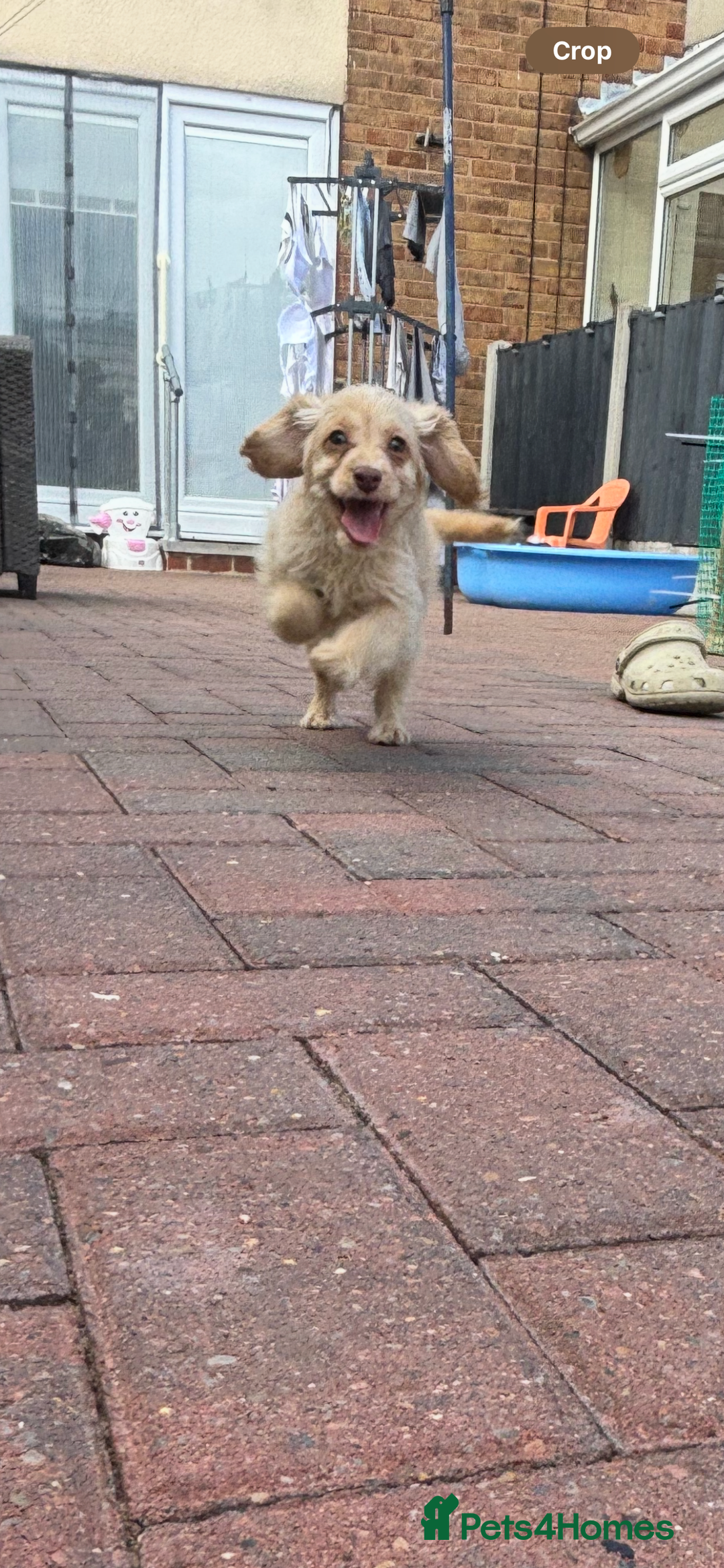 Cockapoo dogs for sale: 1male 1 female cockapoo  - Advert 12