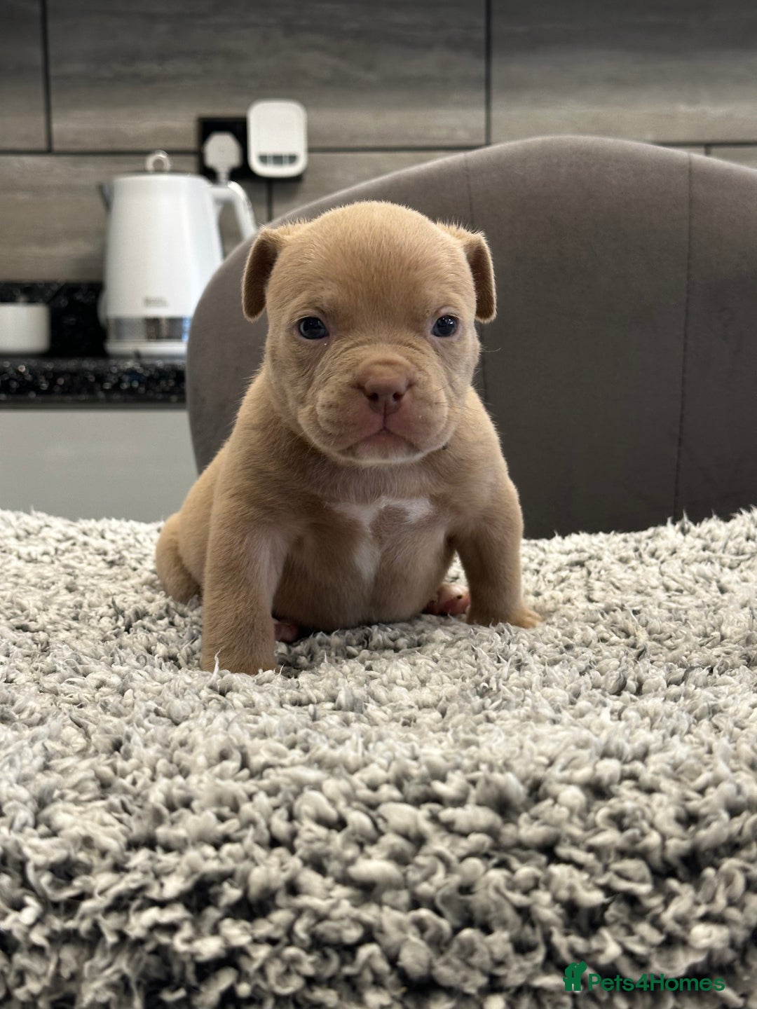 American Bully dogs for sale: ABKC POCKET/MICRO BULLY PUPPIES IMPORT BLOODLINES - Advert 8