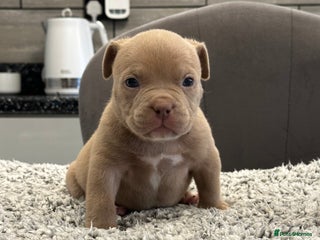 American Bully dogs ABKC POCKET/MICRO BULLY PUPPIES IMPORT BLOODLINES - Advert 5