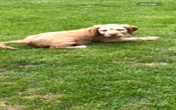 Cockapoo dogs for sale: Beautiful cockapoo pups ready now - Image 14