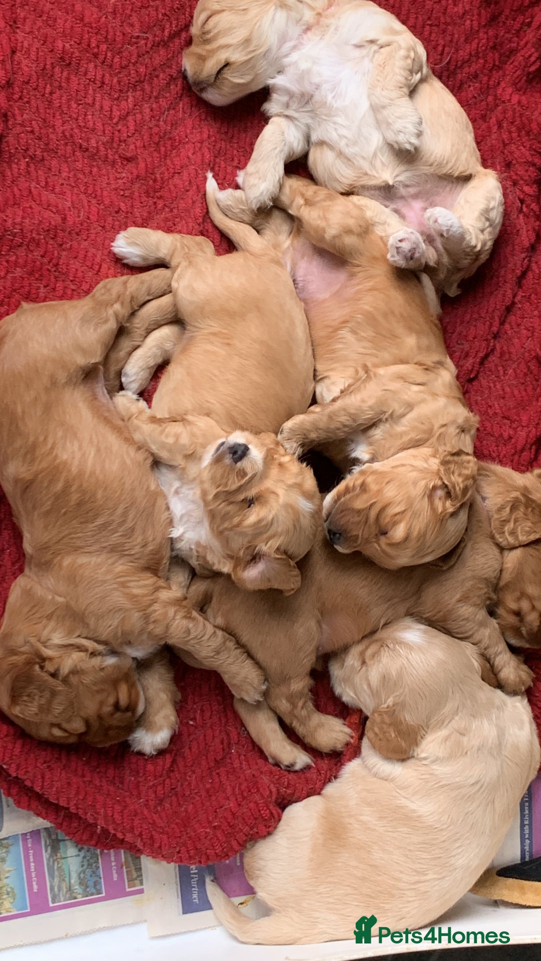 Cockapoo dogs for sale: Cockapoo puppies - Image 27