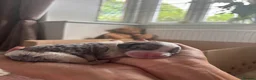 Cavapoo dogs for sale: 4 Beautiful Cavapoo puppies - Advert 8
