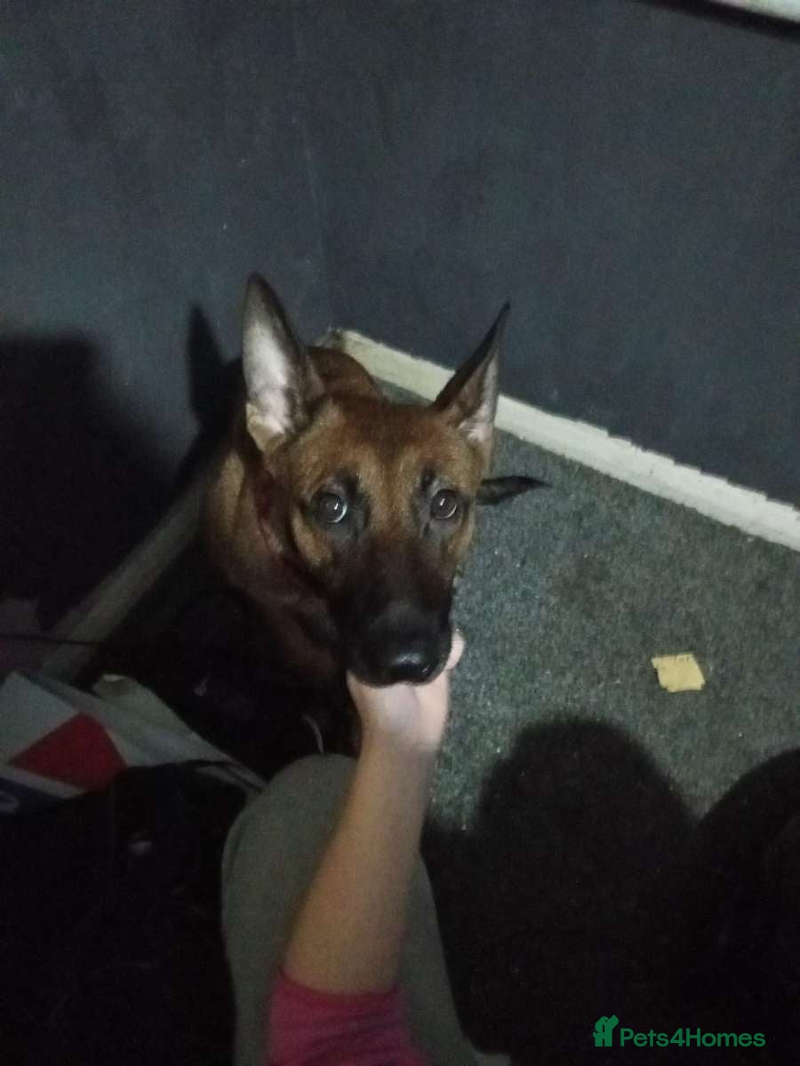 Mixed Breed dogs Jet & Zeus  - Advert 1