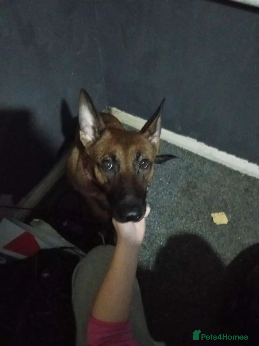 Mixed Breed dogs for sale: Jet & Zeus  - Advert 1