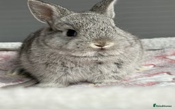 Netherland Dwarf rabbits for sale: Outstanding Pure Bred Netherland Dwarf Male  - Image 4