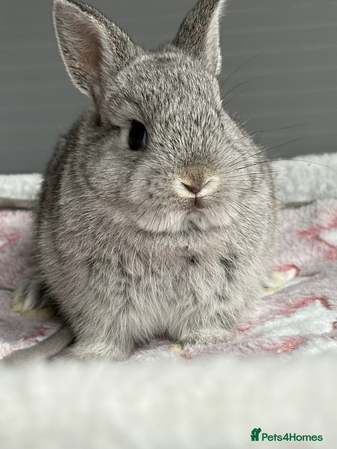 Netherland Dwarf rabbits for sale: Outstanding Pure Bred Netherland Dwarf Male  - Image 4