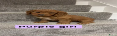 Cockapoo 6