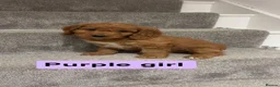 Cockapoo dogs for sale: 🐶Beautiful cockapoo puppy’s🐶 - Advert 12