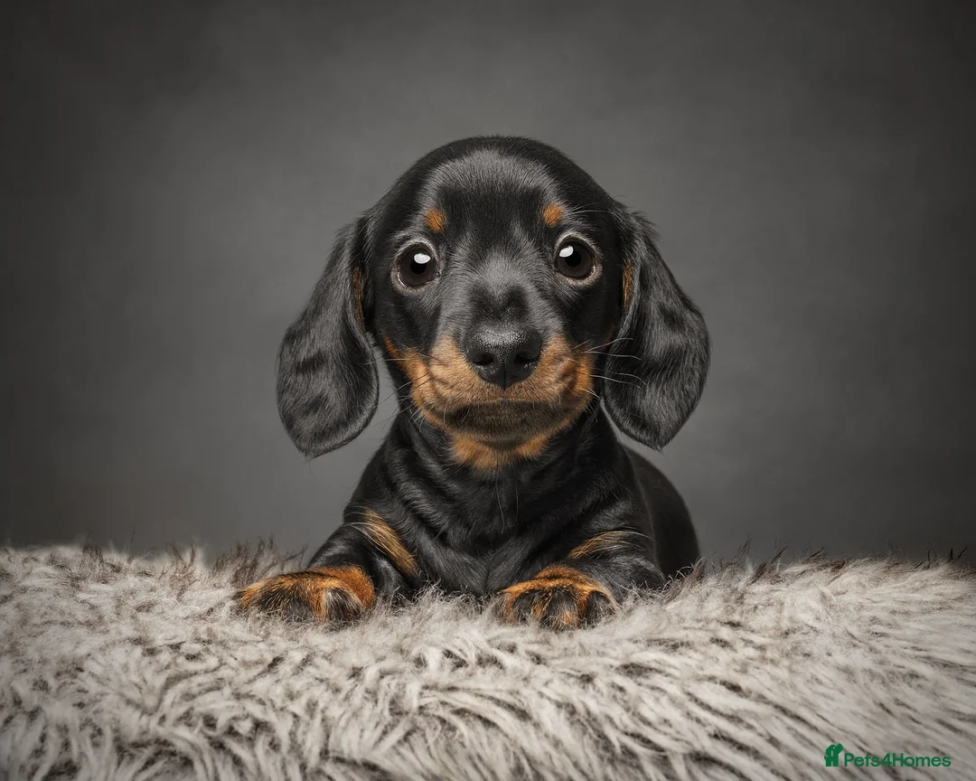 Miniature Dachshund dogs for stud: Champion Sired 4kg - IVDD Screened & PRA Clear in Tunbridge Wells - Advert 12